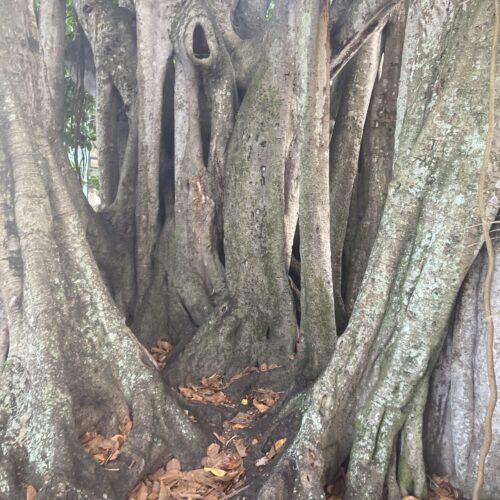 Banyan tree on Marion Ave